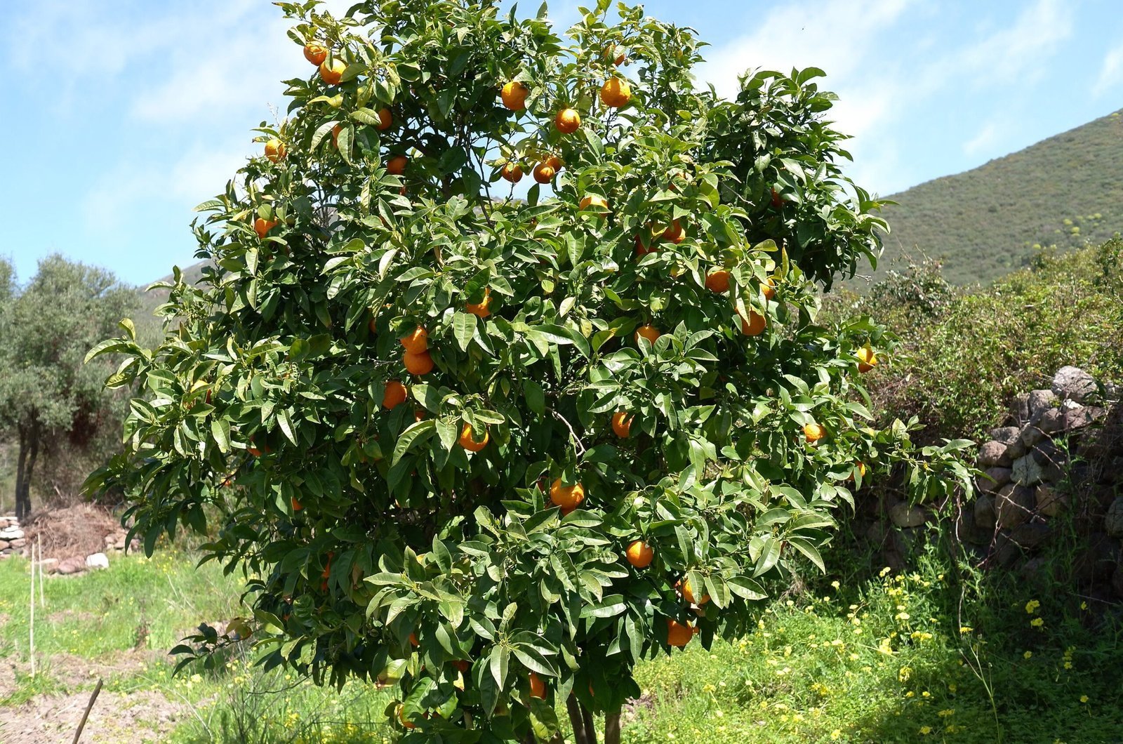 An orange tree full of ripe fruit grows next to a stone wall in Sardinia.
