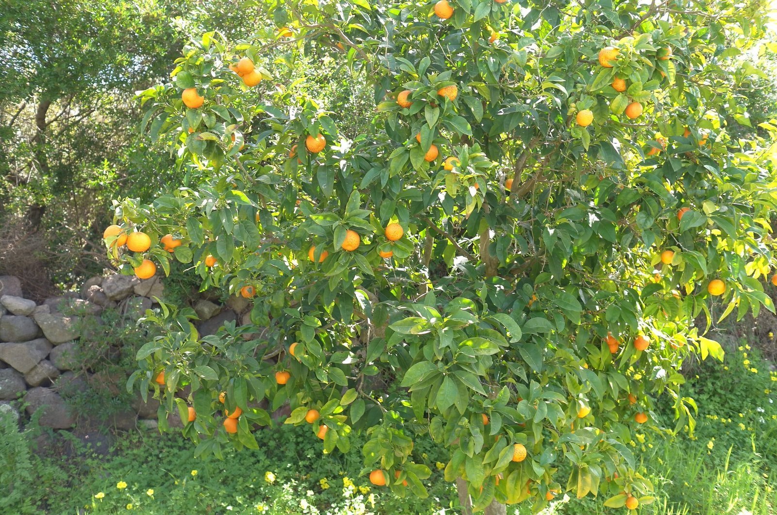 Ripe oranges hang on a tree in front of a dry stone wall in Sardinia.
