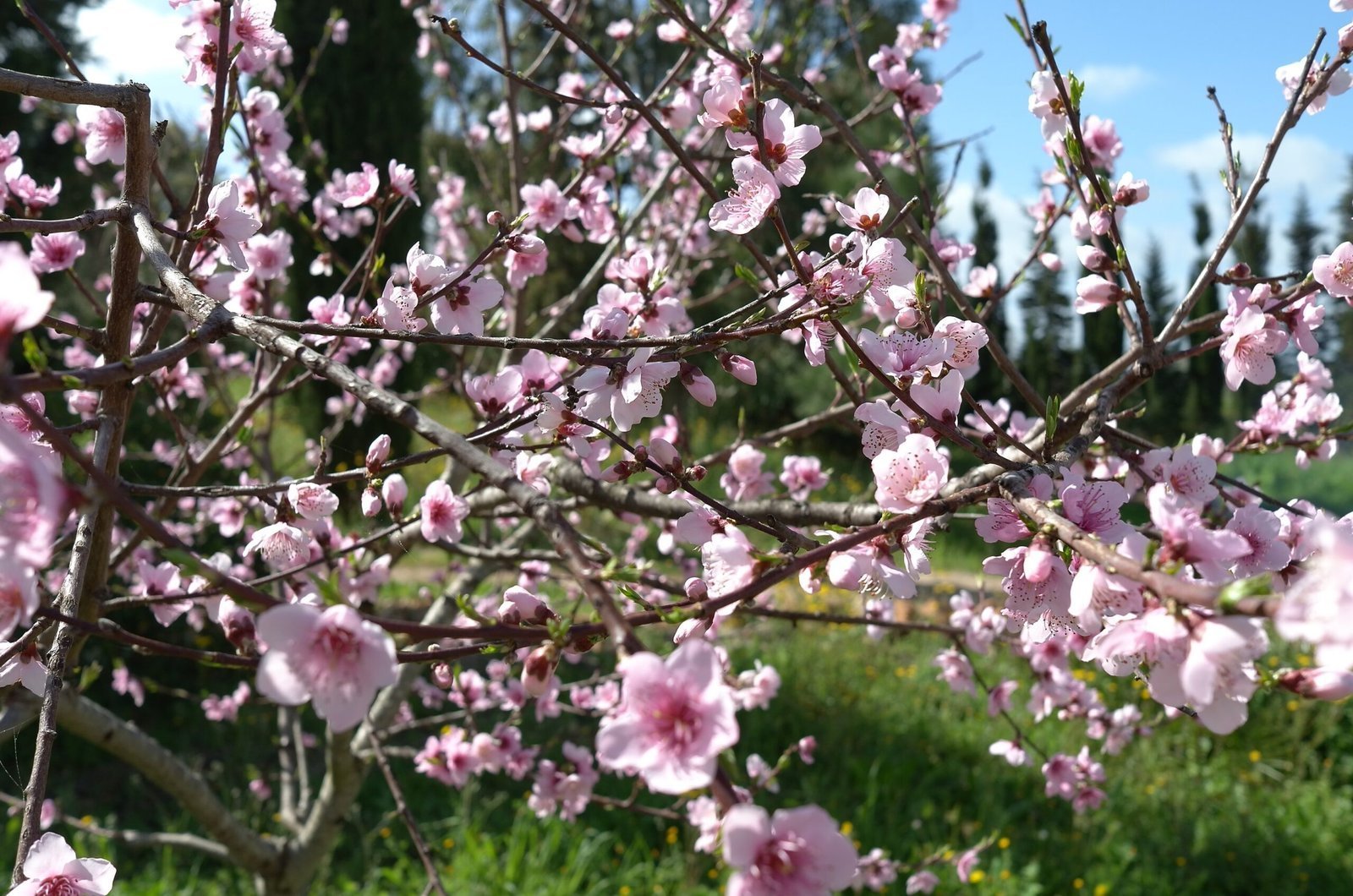 A fruit tree is full of pink flowers in an orchard in Sardinia at Easter.