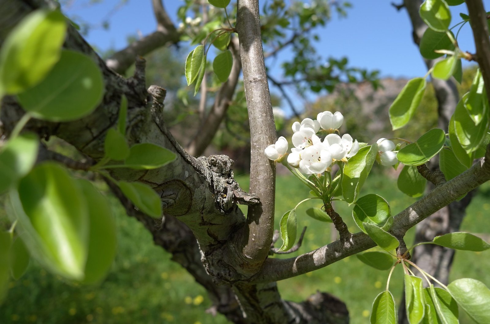 White pear blossoms and green leaves grow on a tree branch in Sardinia.