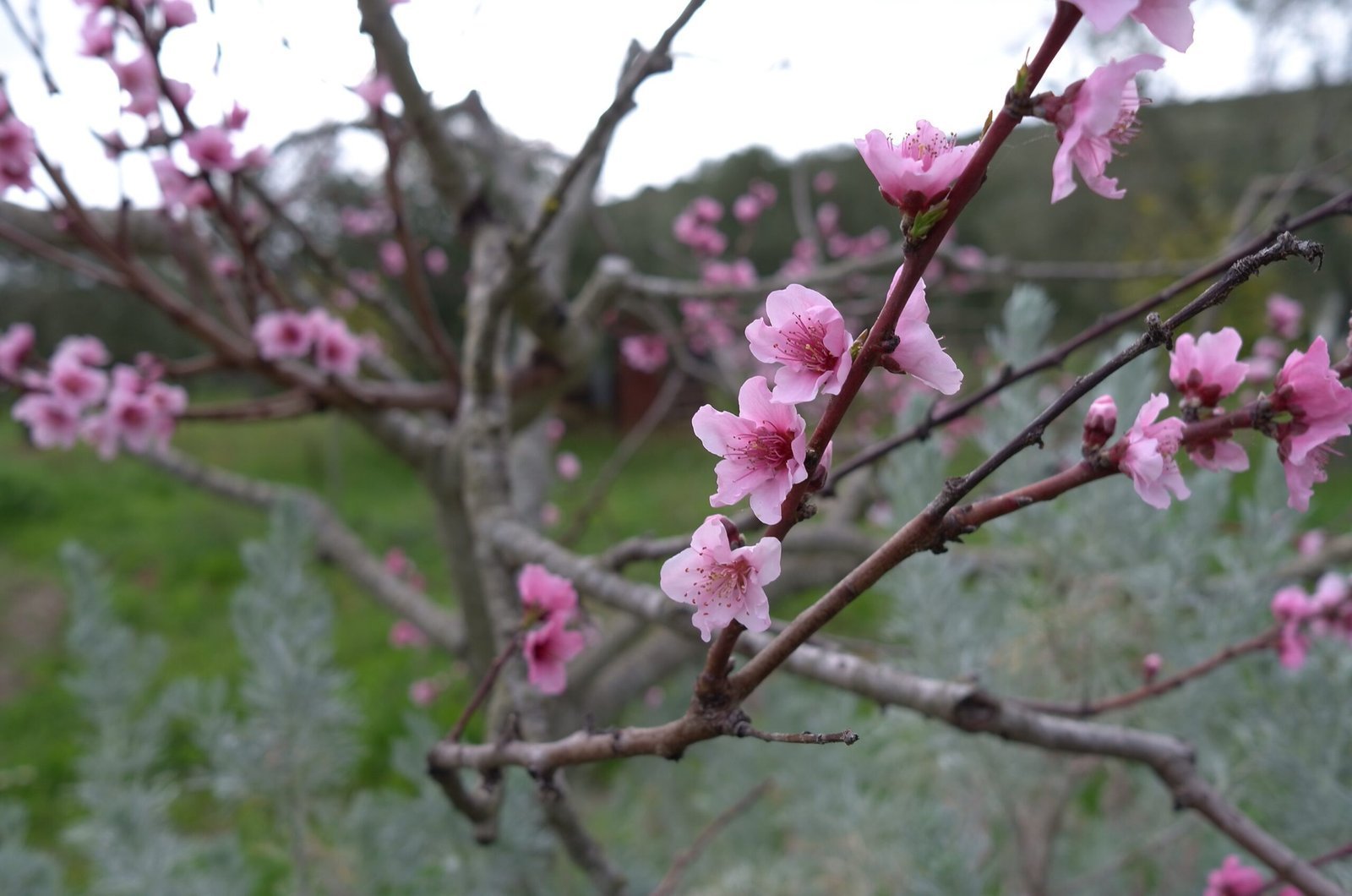 Pink blossoms open on a thin branch in an orchard in Sardinia in spring.