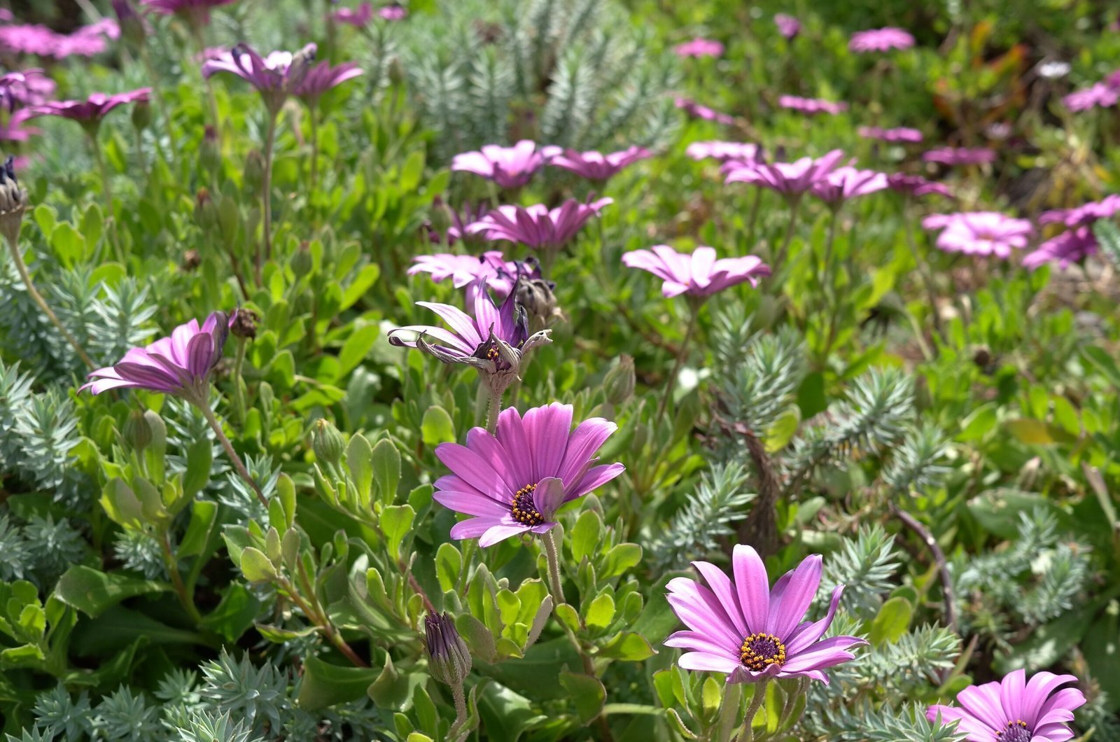 Purple daisy flowers grow in a garden on a farm in Sardinia.