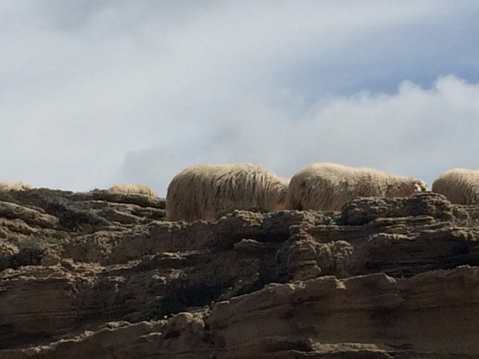 Sheep walk behind a layered rock ledge under a cloudy sky in Sardinia.