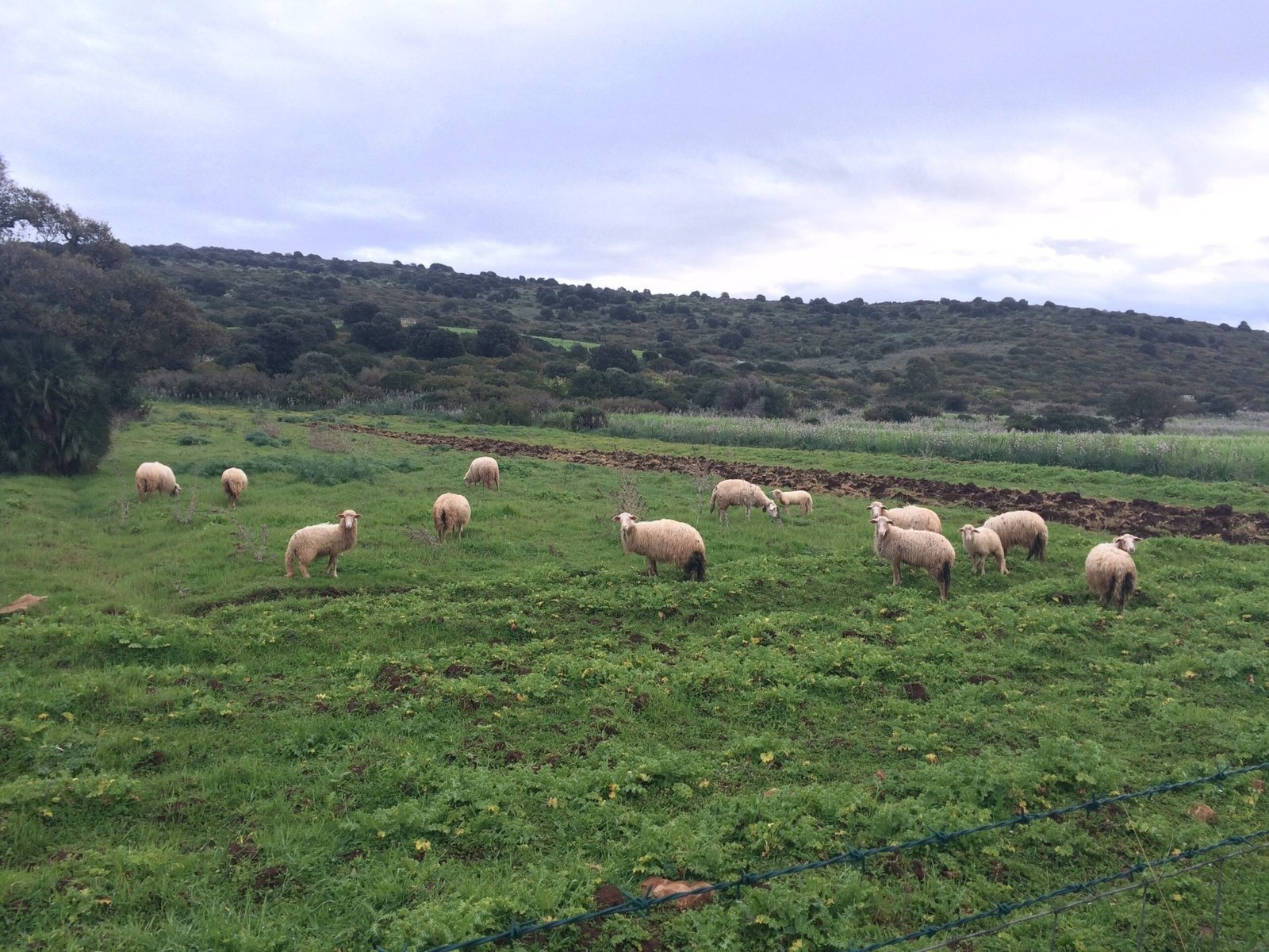 Sheep graze in a green field below wooded hills in Sardinia.