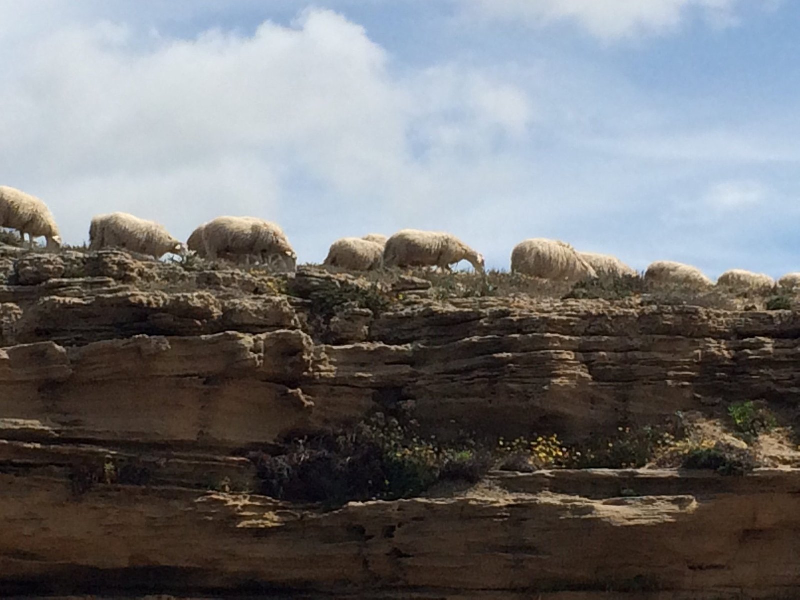 A line of sheep walks along a layered rock ridge in Sardinia.