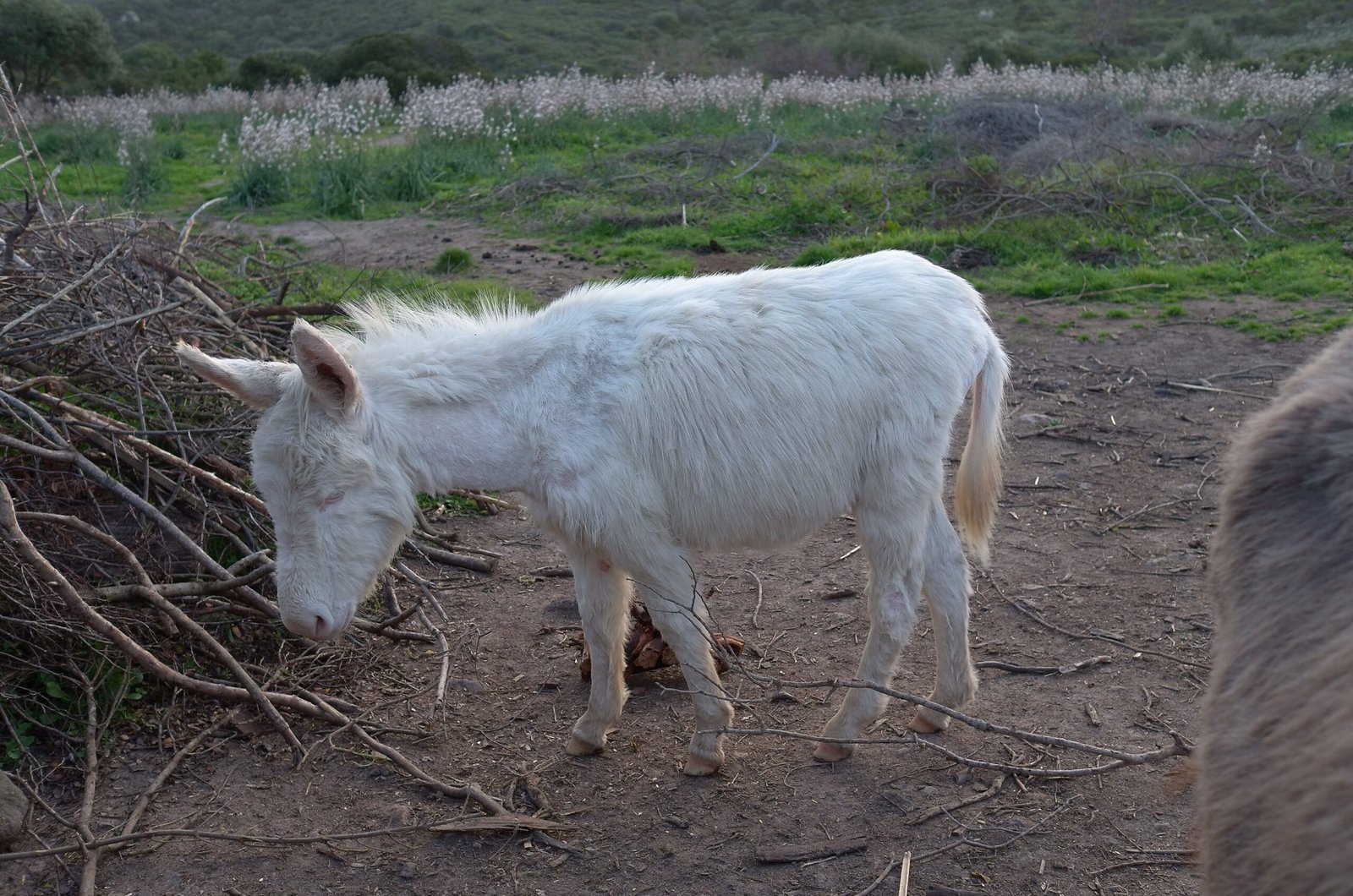 A white donkey eats from a pile of branches on a farm in Sardinia.