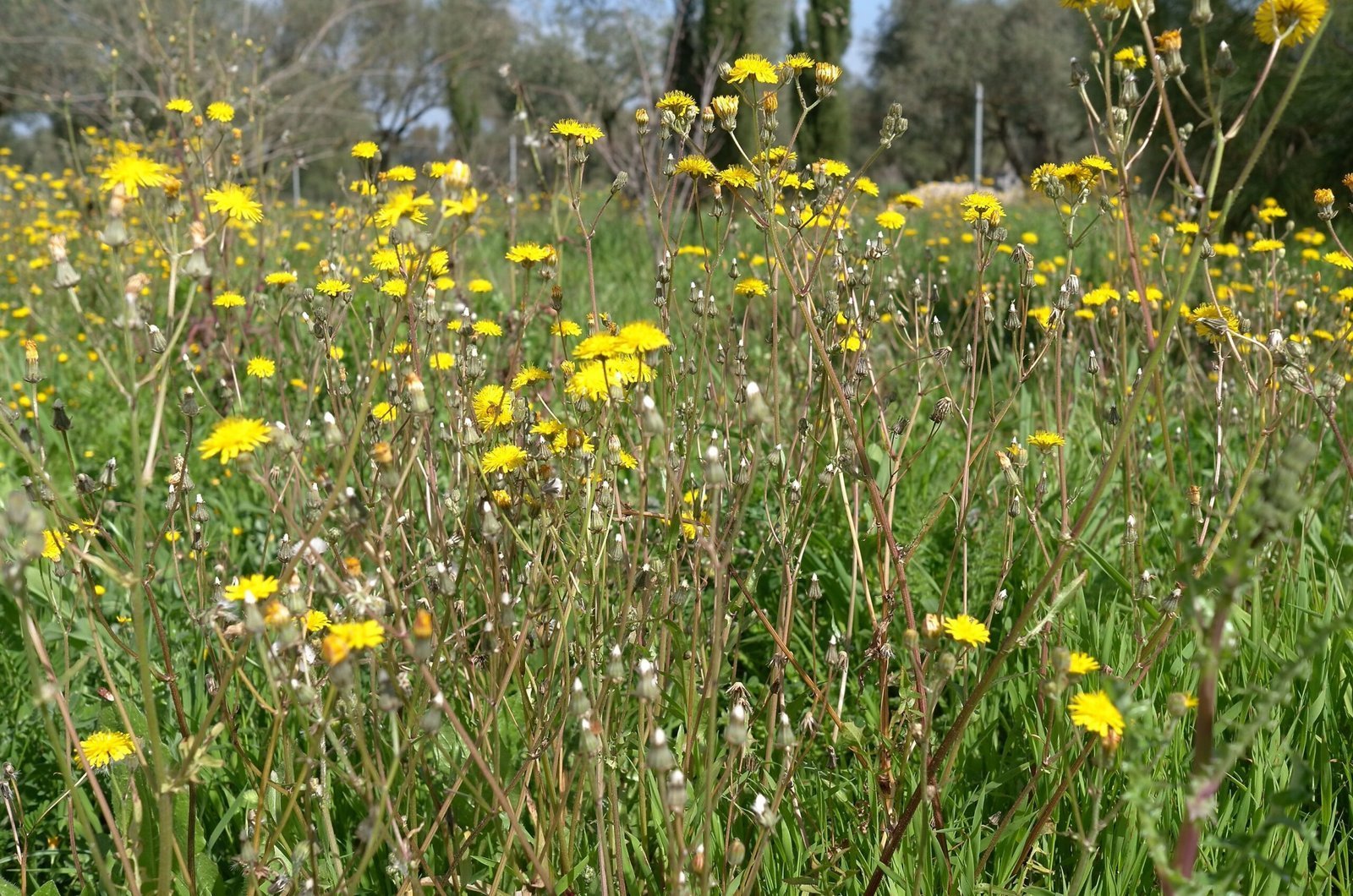 Yellow and white wildflowers fill a green meadow in Sardinia in spring.
