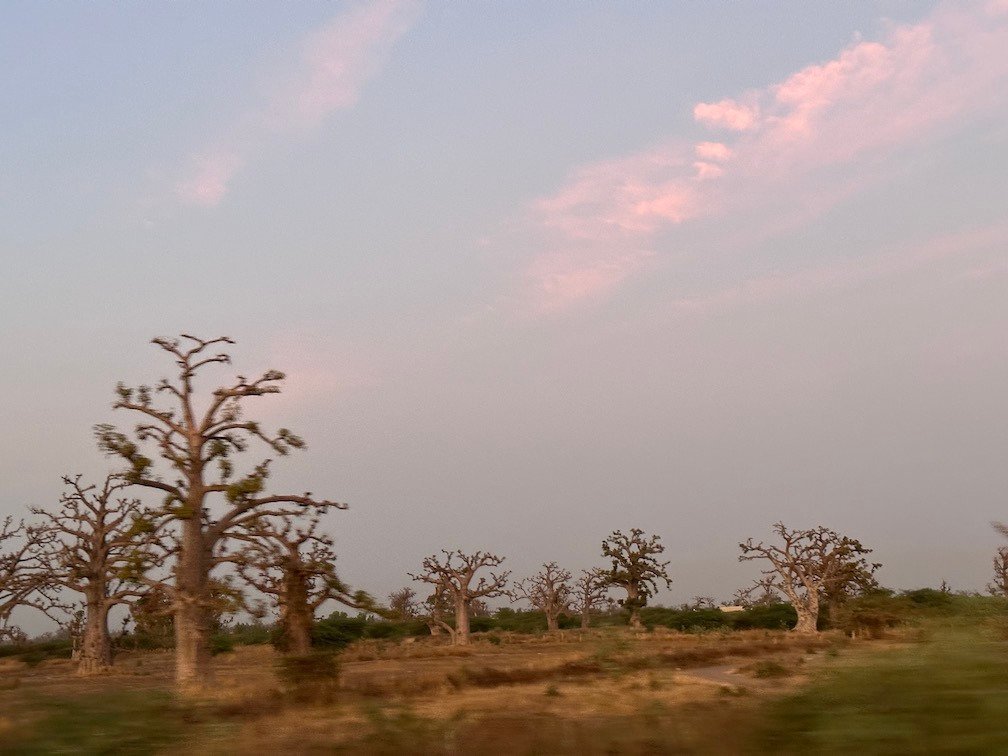 Baobab trees stand along the road under a pink evening sky.