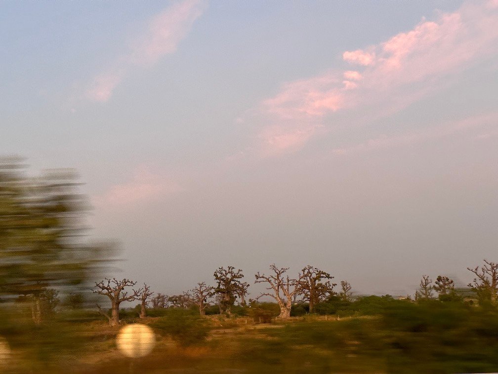 Baobab trees pass by the window of a moving car at dusk.