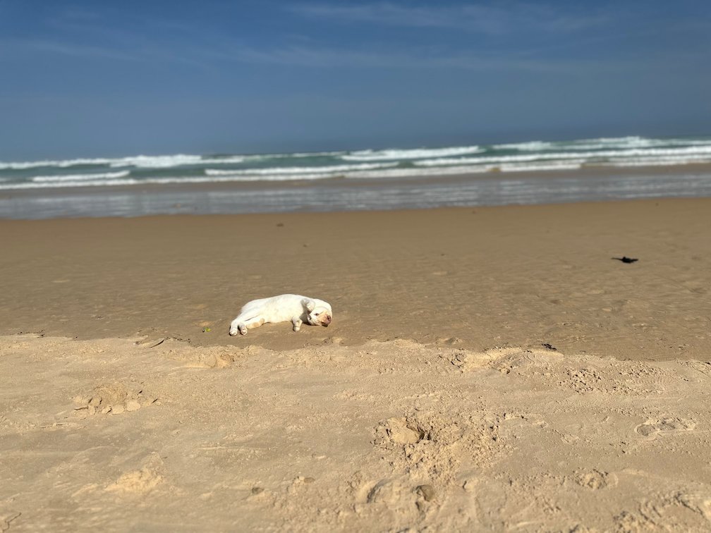 A white dog sleeps on the sand of a beach by the waves.