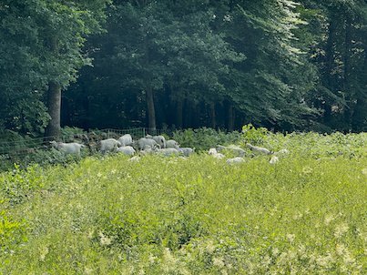 White sheep grazing in a sunny meadow at the edge of a beech forest