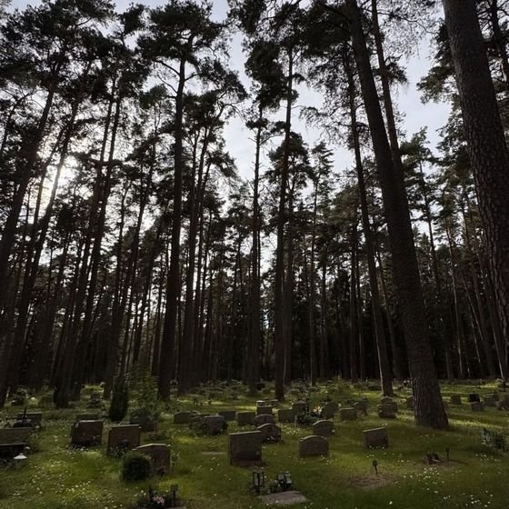 Pine trees rise above rows of gravestones at Skogskyrkogården, Stockholm's UNESCO-listed woodland cemetery, photographed by Zayera Khan