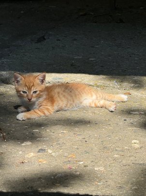 A ginger kitten lies on the ground in the sun in Skopje.