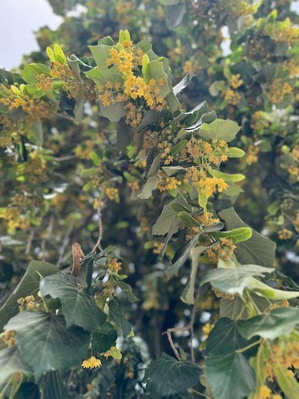 Yellow blossoms hang from the branches of a linden tree in Skopje.