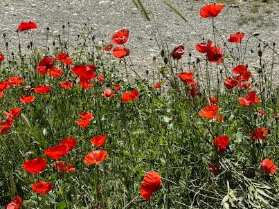 Red poppies grow among green grass in Skopje.
