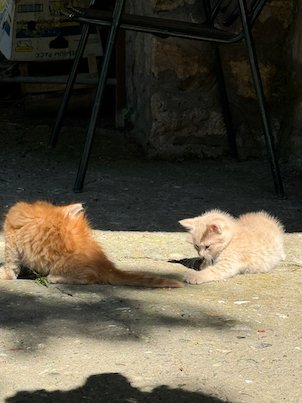 Two ginger kittens play in the shade on a street in Skopje.
