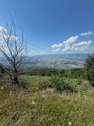 A dead tree stands in a green meadow above the city on Mount Vodno near Skopje.