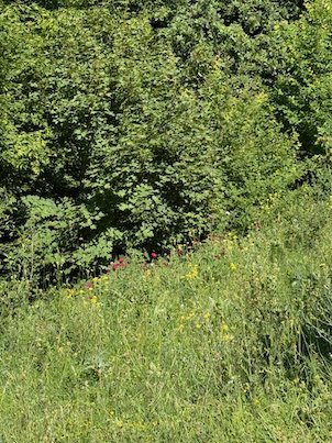 Green bushes and wildflowers cover a steep slope on Mount Vodno near Skopje.