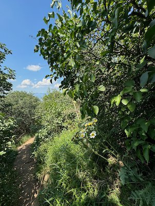 A narrow trail runs between green bushes on Mount Vodno near Skopje.