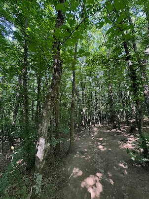 A shady trail runs between thin trees in the forest on Mount Vodno near Skopje.