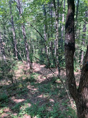 Sunlight falls between thin trees in the woodland on Mount Vodno near Skopje.