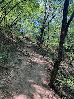 A red marker on a tree shows the way on a forest trail on Mount Vodno.