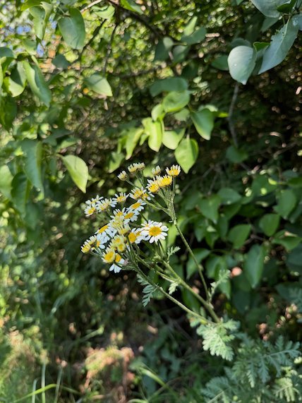 Small white daisies grow among green leaves on Mount Vodno near Skopje.