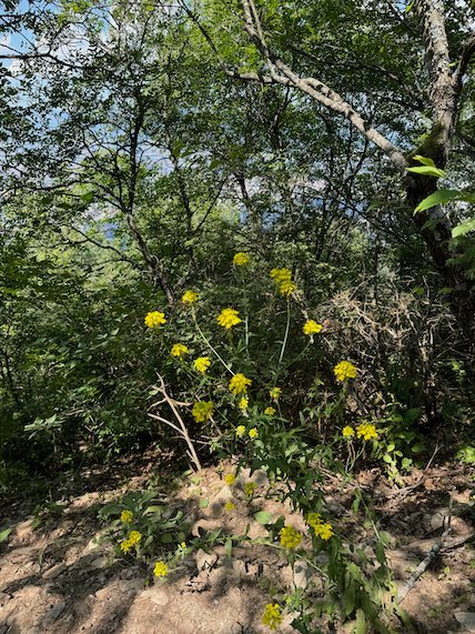 Yellow wildflowers grow beside a forest path on Mount Vodno near Skopje.
