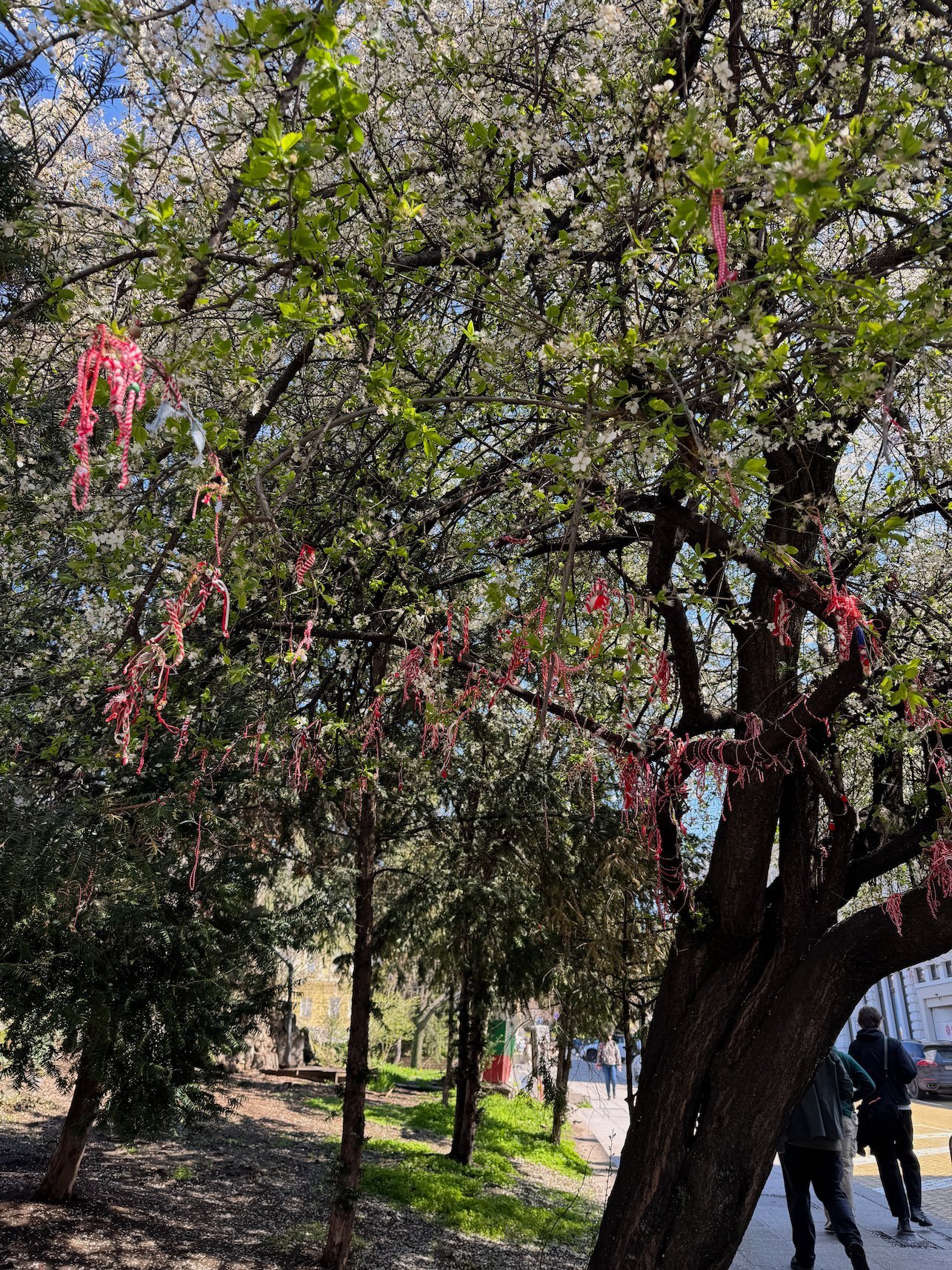 Red and white martenitsi ornaments hang from the branches of a blossoming tree in Sofia.