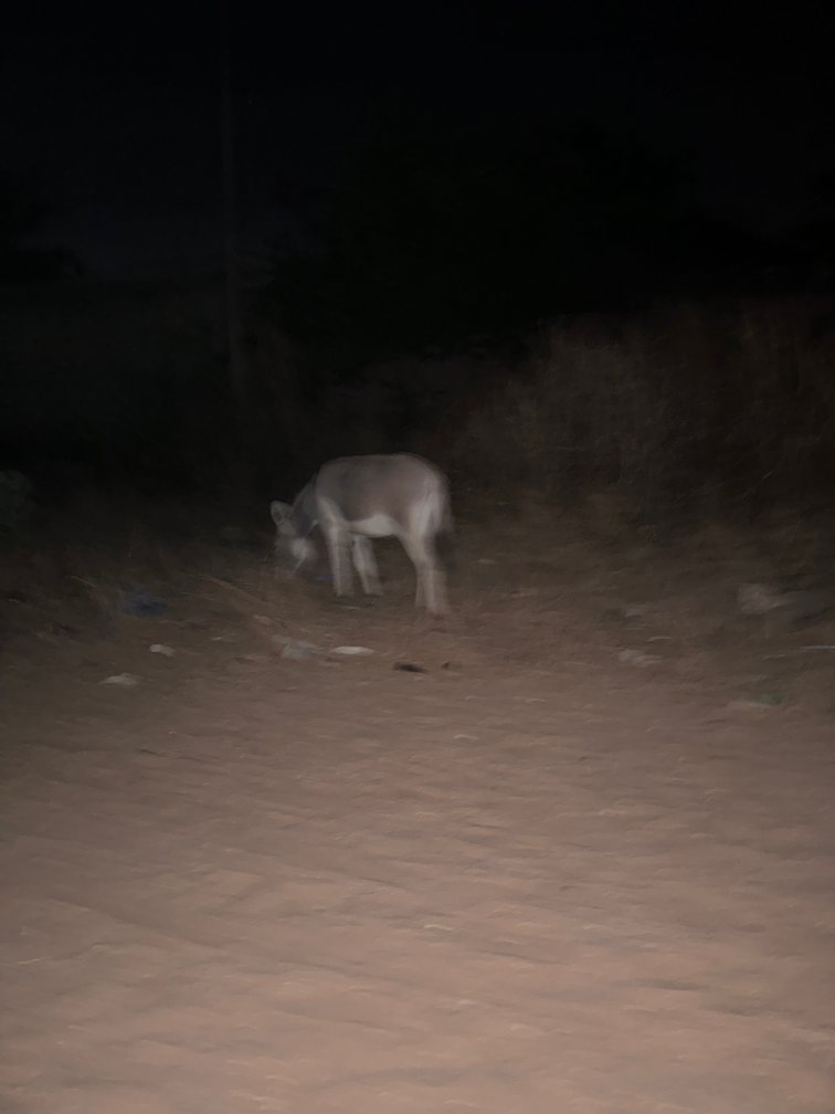 A donkey stands on the sand at night in Somone.