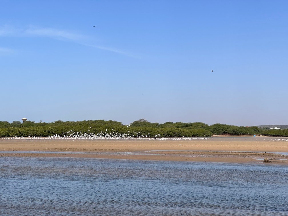 Birds rest on a sandbank in front of mangroves at Somone.