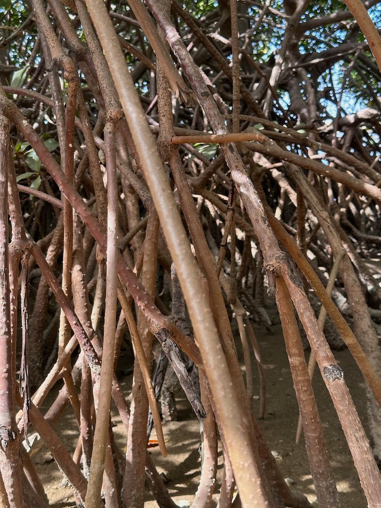 Many mangrove roots grow in the sand at the Somone lagoon.
