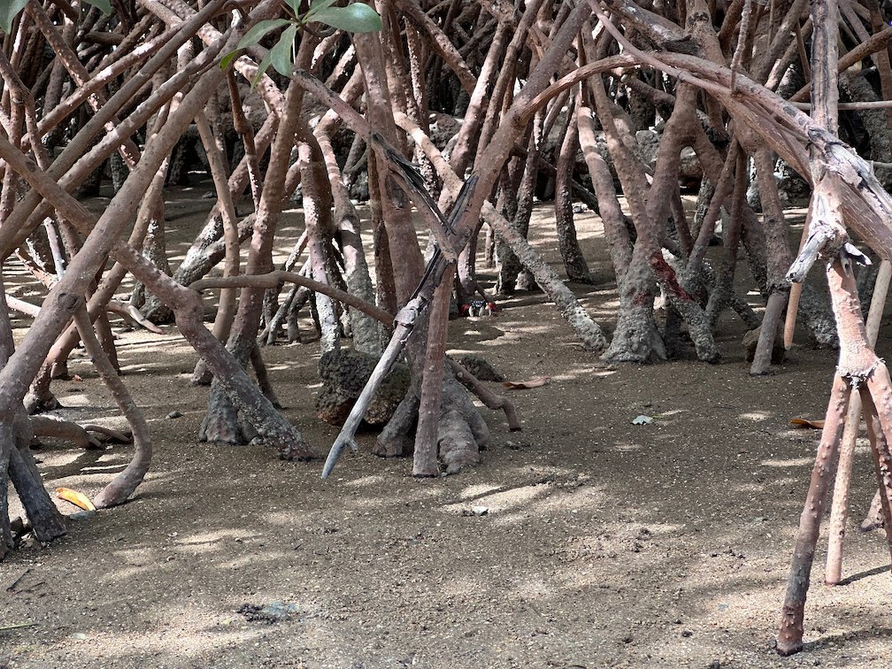 Arched mangrove roots stand on the sand at the Somone lagoon.