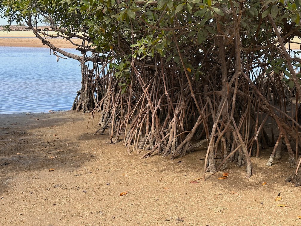 Mangrove trees with long roots grow on the shore of the Somone lagoon.