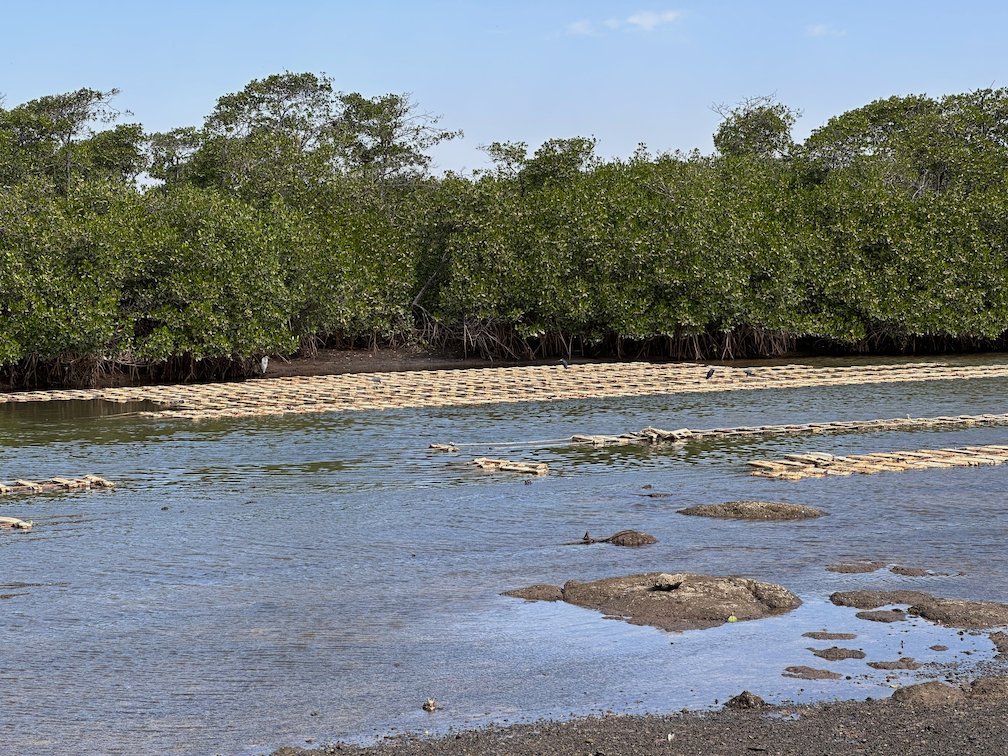 Green mangroves grow along shallow water in the Somone lagoon.