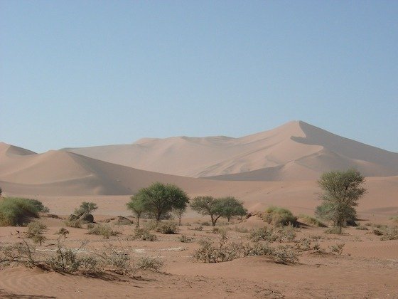 Green acacia trees grow on sandy ground below tall pale dunes at Sossusvlei, Namibia.