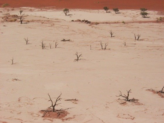 Dead shrubs stand on a pale clay pan at the foot of red dunes at Sossusvlei.
