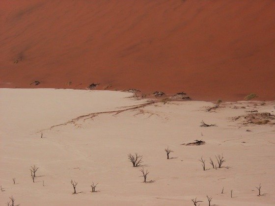 Small dry shrubs stand on a white clay pan at the foot of a red dune, Sossusvlei.