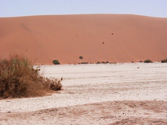 A green bush grows at the edge of a pale pan below a red dune at Sossusvlei.