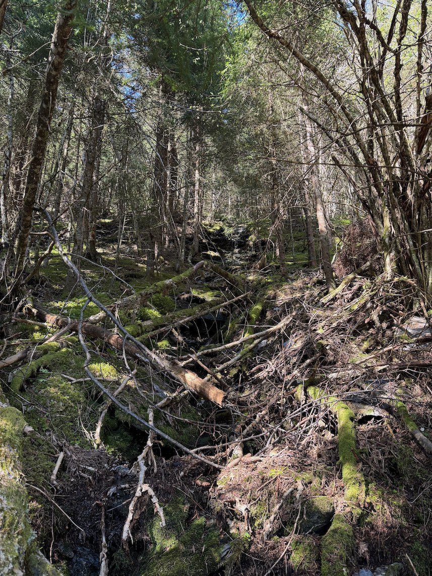 Dark spruce forest with fallen branches on the way down from Hanguren