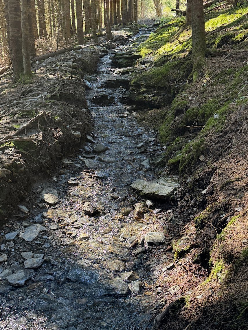 Stony path down through a spruce forest toward Voss