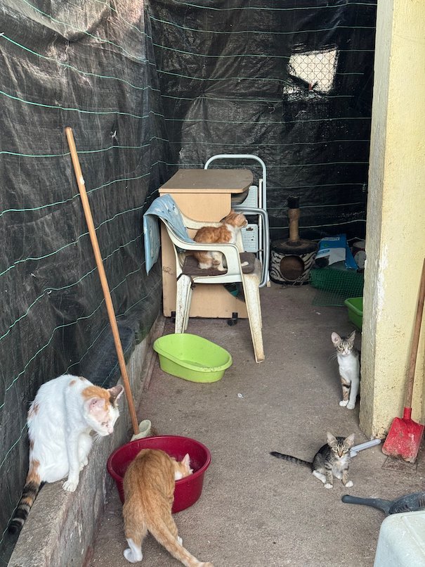 Stray cats with food and water bowls in a sheltered corner in Athens