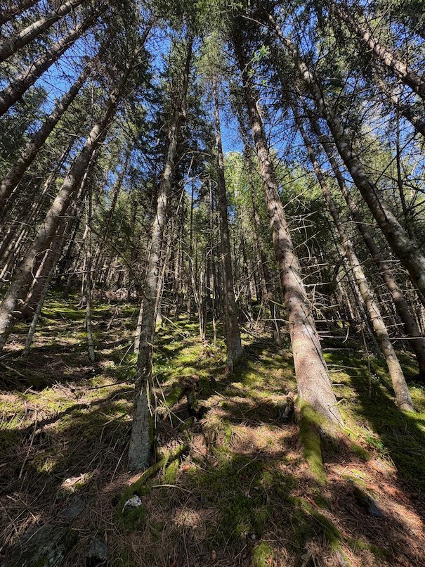 Looking up at tall spruce trees in the forest above Voss
