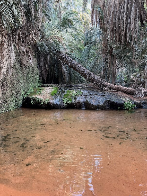 A fallen palm trunk lies over a clear pool in the Terjit oasis.