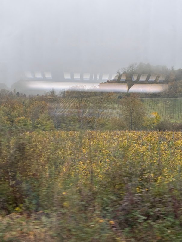 Vineyards with yellow leaves lie below foggy hills in the Moselle valley.