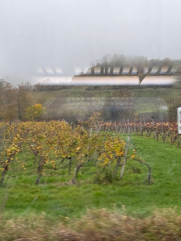 Rows of autumn vines grow above green grass in the Moselle valley.
