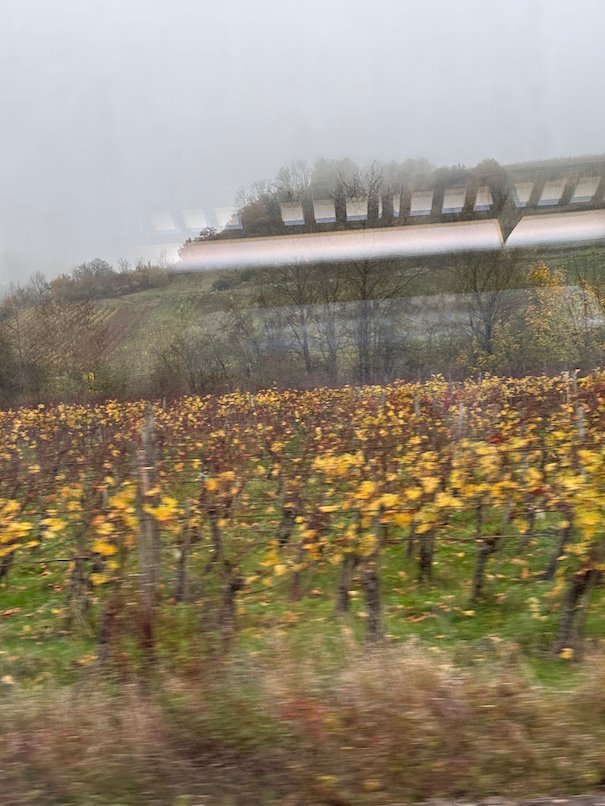 Yellow autumn vines grow on a hillside in mist near Trier.