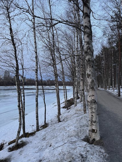Path along the Ume River lined with birch trees and snow