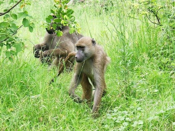 Two baboons walk through tall green grass in the bush near Victoria Falls.