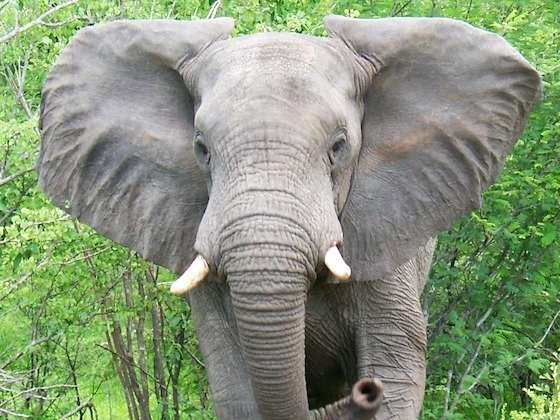An African elephant with spread ears stands close in green bush near Victoria Falls.